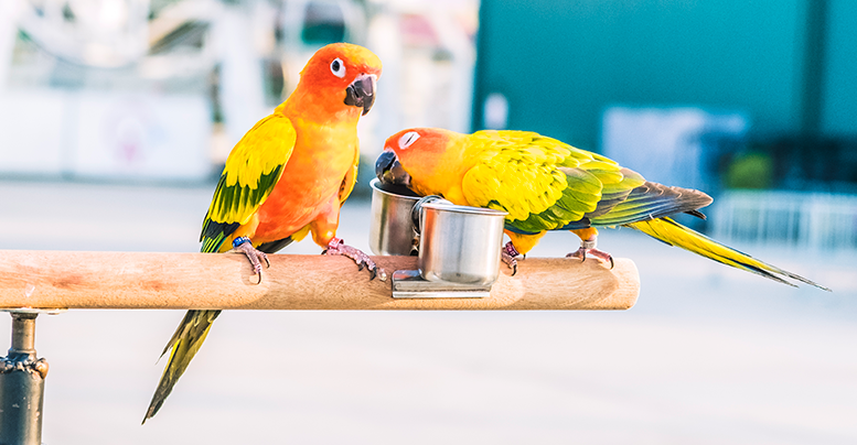 Корм для попугаев: разновидности, состав, особенности выбора 