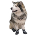 ЧИП Обувь для собак №6, черная (пара) – интернет-магазин Ле’Муррр