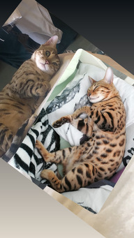 Пользовательская фотография №3 к отзыву на Royal Canin Kitten Корм сухой сбалансированный для котят в период второй фазы роста до 12 месяцев
