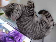 Пользовательская фотография №1 к отзыву на Сухой корм Pro Plan для взрослых стерилизованных кошек и кастрированных котов старше 1 года, с кроликом 